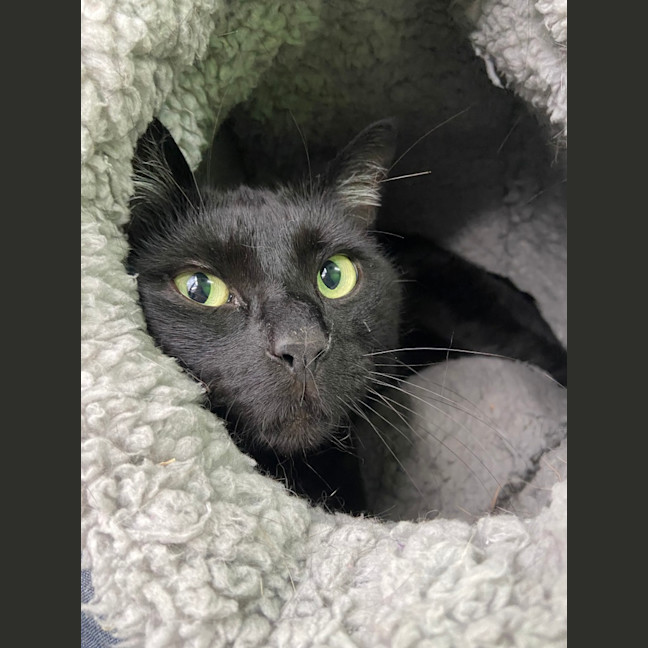 Photo of Timmy (Bonded With Charlie)