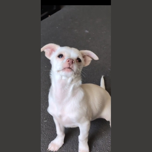 Photo of Dobby