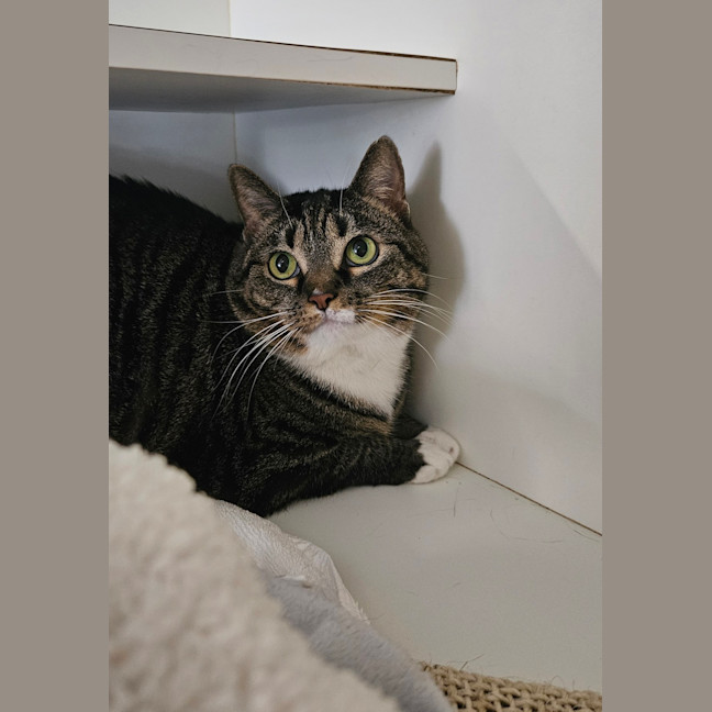 Photo of Mabel