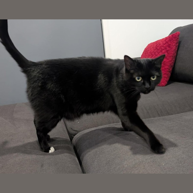 Photo of Tiger And Sock