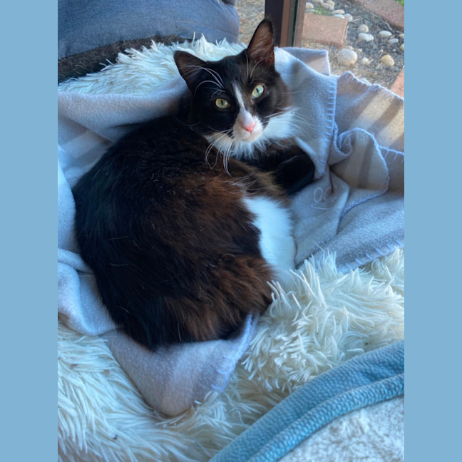 Photo of Whiskers 