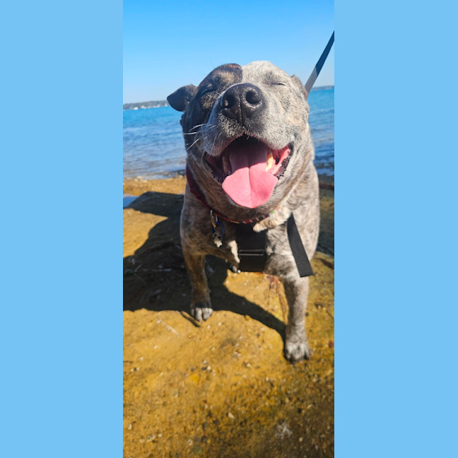 Photo of Odin   4 Year Old Cattle Dog