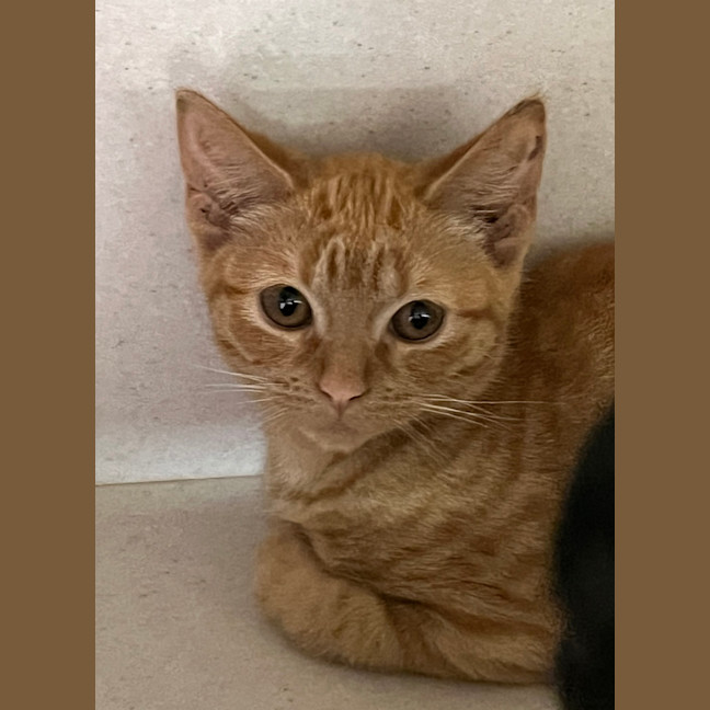 Photo of Pumpkin