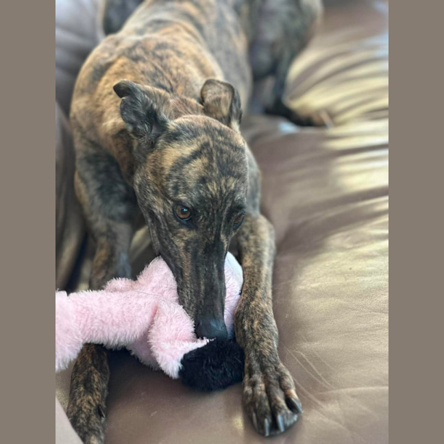 Photo of Winnie, The Greyhound