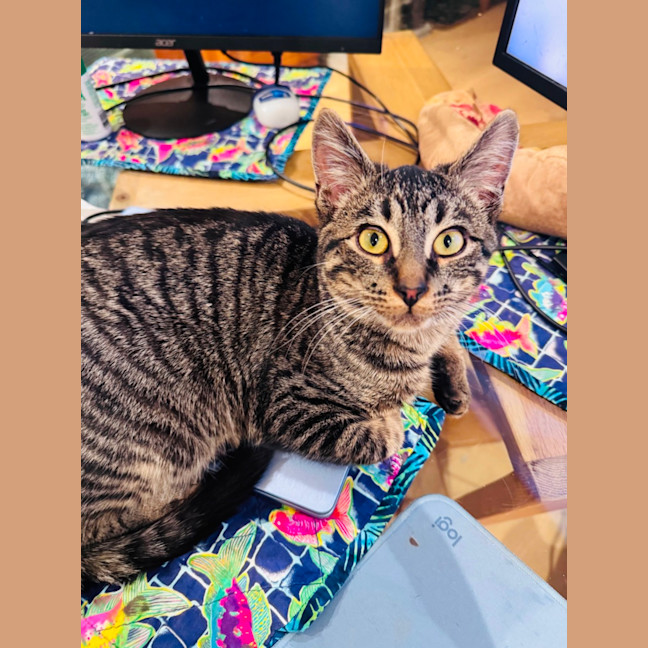 Photo of 🧸 Teddy 🧸