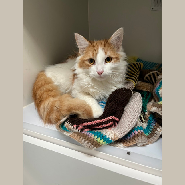 Photo of Oliver
