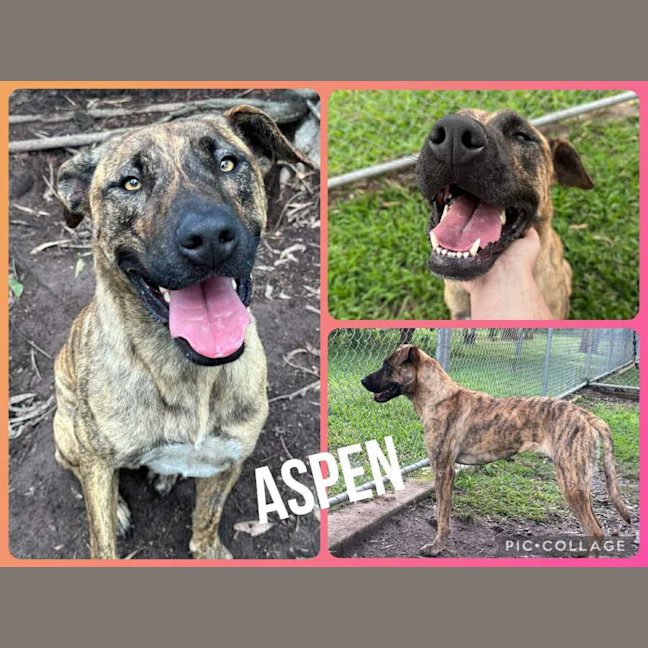 Photo of Aspen