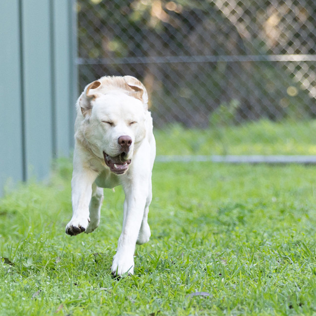 Photo of Simba
