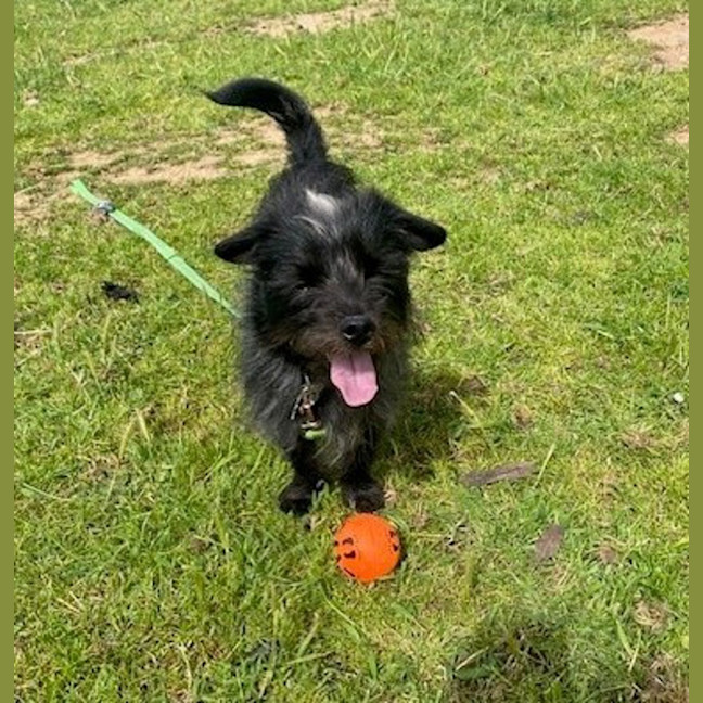 Photo of Skunky Brewster 