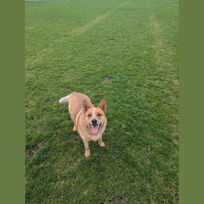 Photo of Cooper
