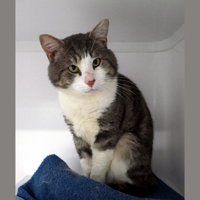 Photo of Flash Sta012942