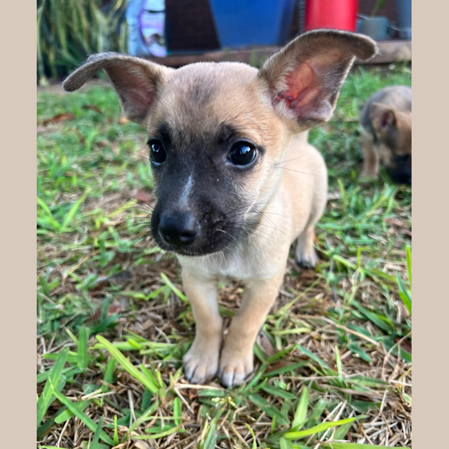 Photo of Humphrey (Nugget)