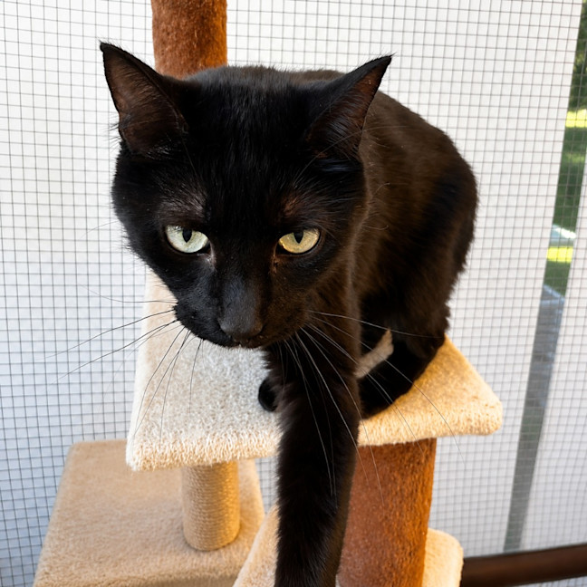 Photo of Binx