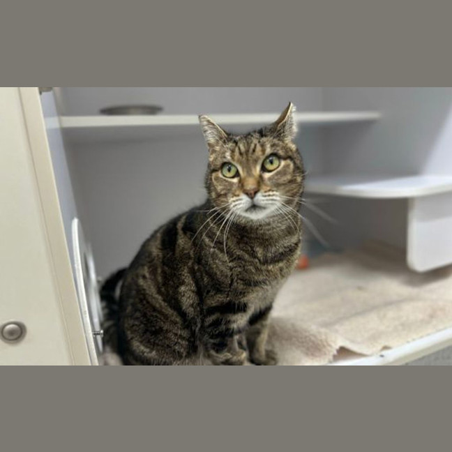 Photo of Puss