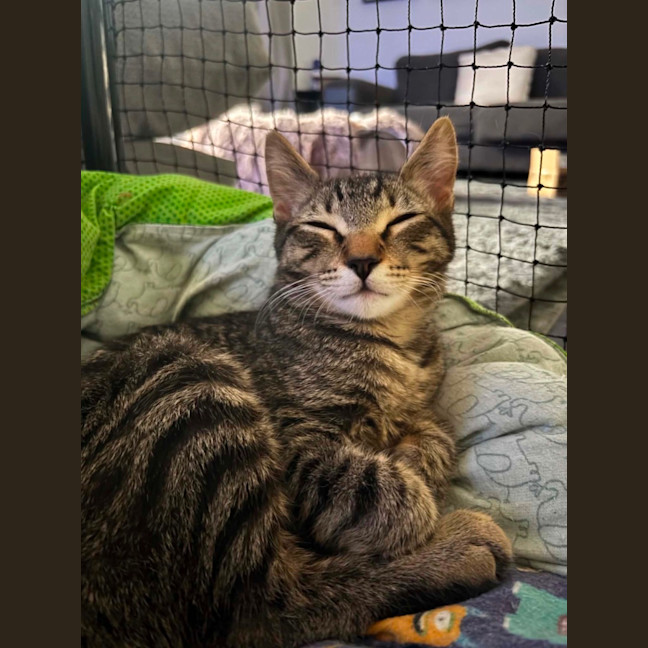Photo of Simon