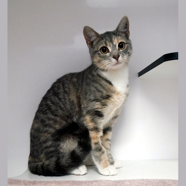 Photo of Anastasia Stk014260