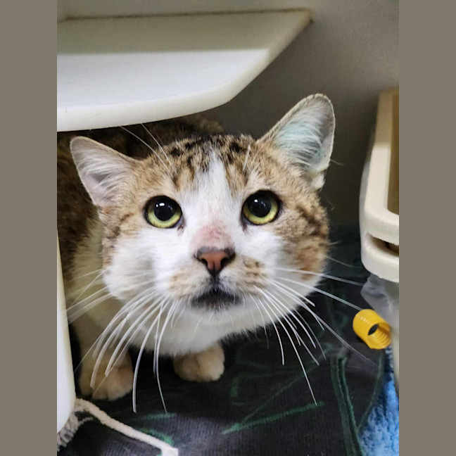 Photo of 🍏 Boomer 6440 🍏