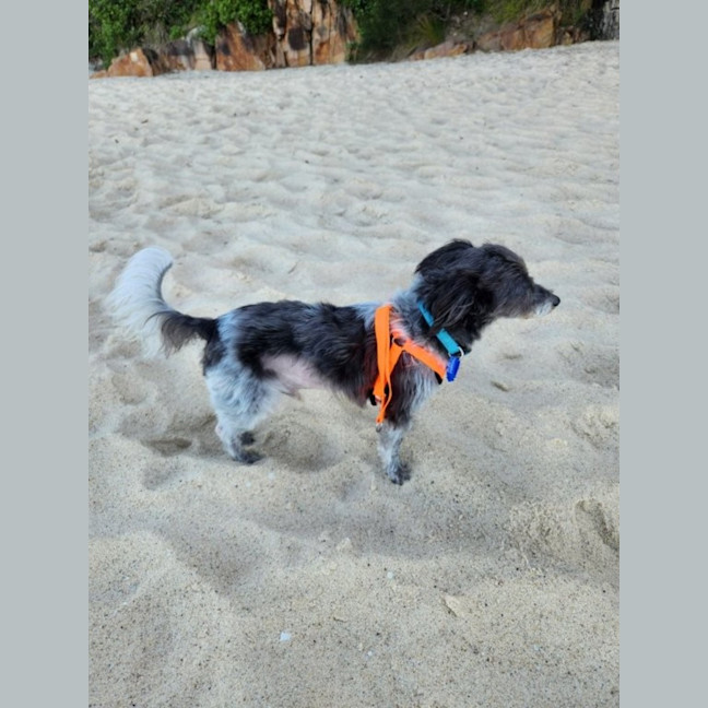 Photo of Charlie   9 Year Old Silky Terrier X