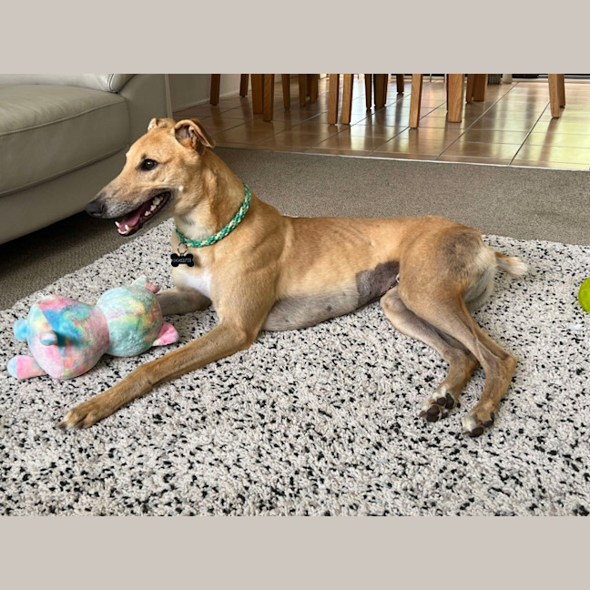 Photo of Bob, The Greyhound