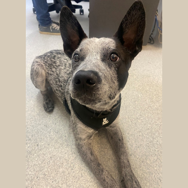 Photo of D1146 Bluey