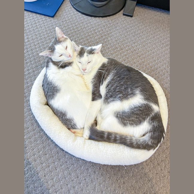 Photo of Clyde