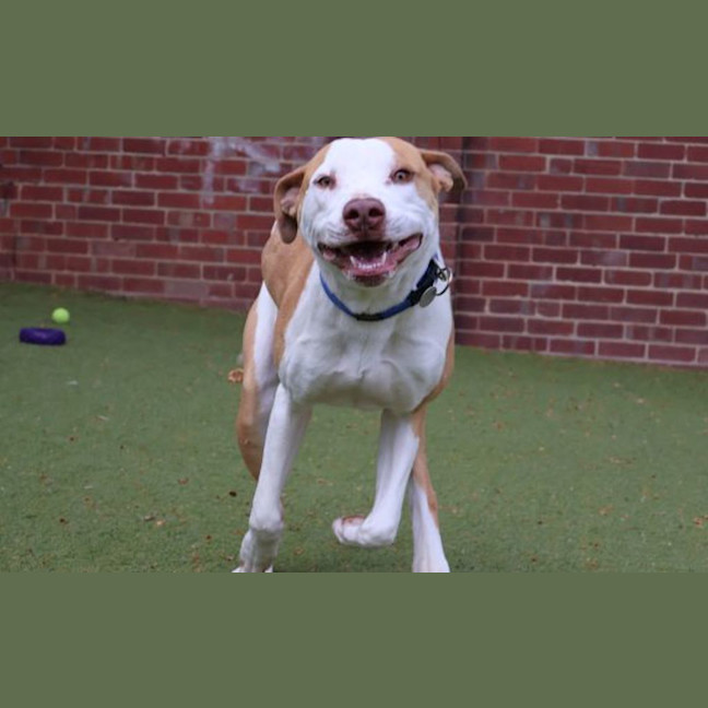 Photo of Bongo
