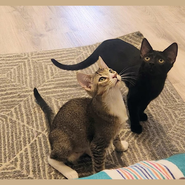 Photo of Blossom   In Foster Care In Glenroy