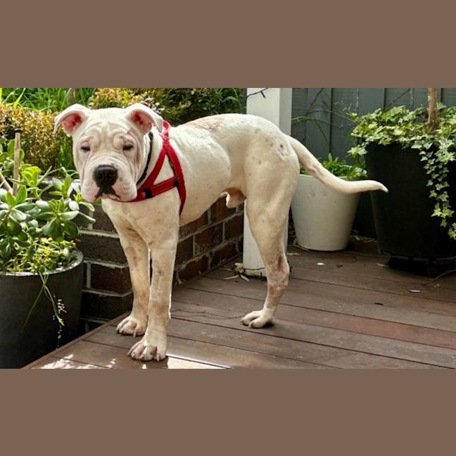 Photo of Beebee