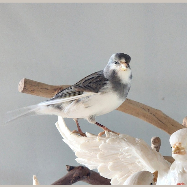 Photo of Chi