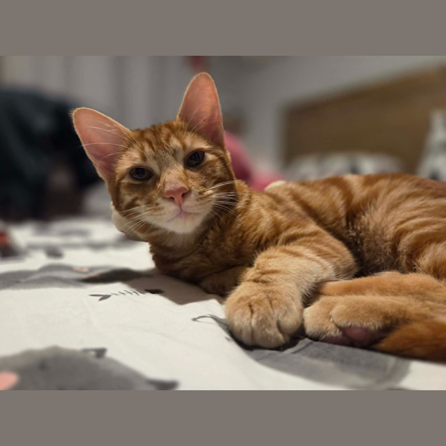 Photo of Tummy Tom