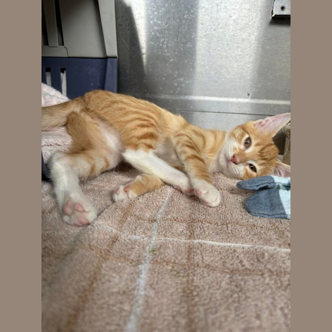 Photo of Boots