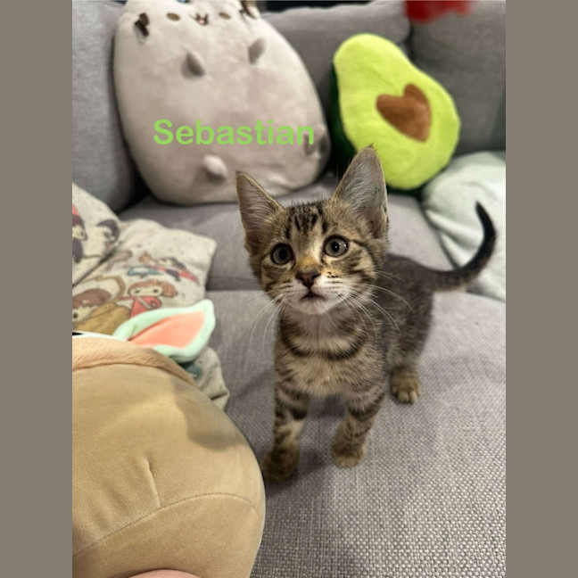 Photo of Sebastian