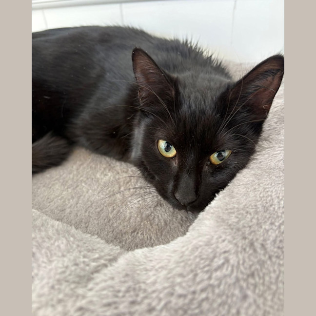 Photo of Black Betty