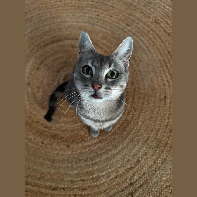 Photo of Bailey