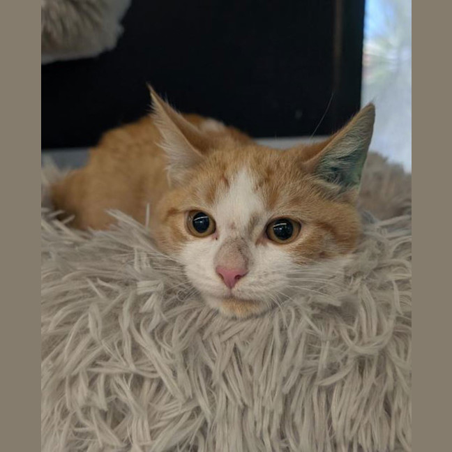 Photo of Breen Junior