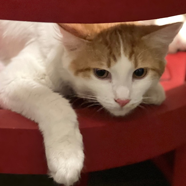 Photo of Raider