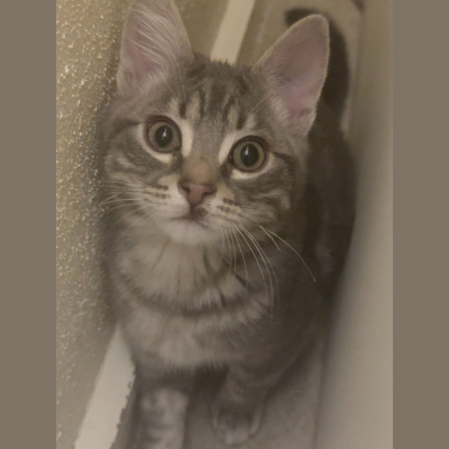 Photo of Shadow