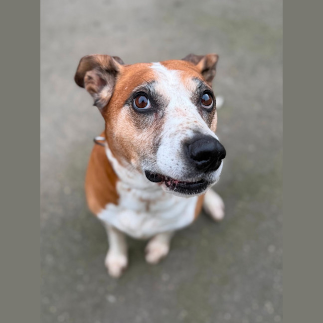 Photo of Rocky