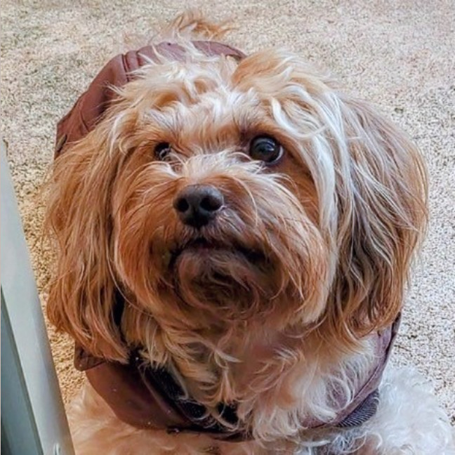 Photo of Poppy