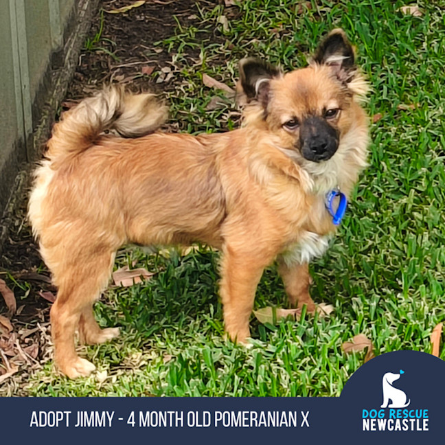 Photo of Jimmy   4 Month Old Pomeranian X