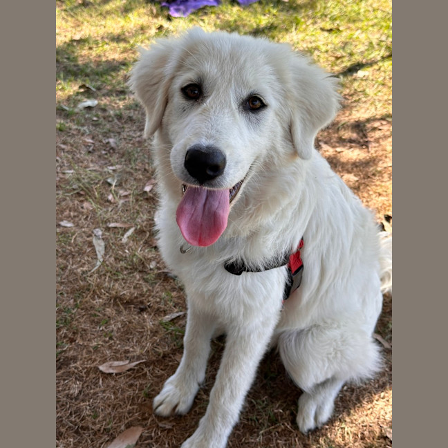 Photo of Luna