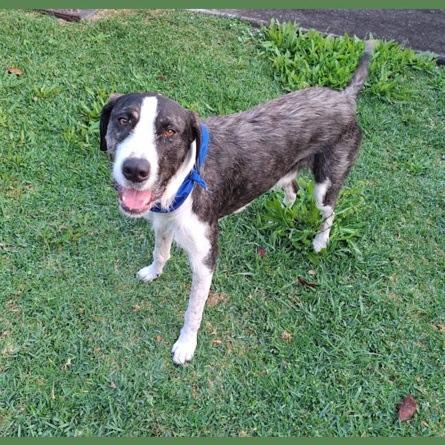 Photo of Murphy *$350 Adoption Fee*