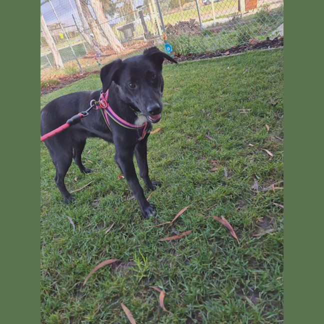 Photo of Poppy!🌹
