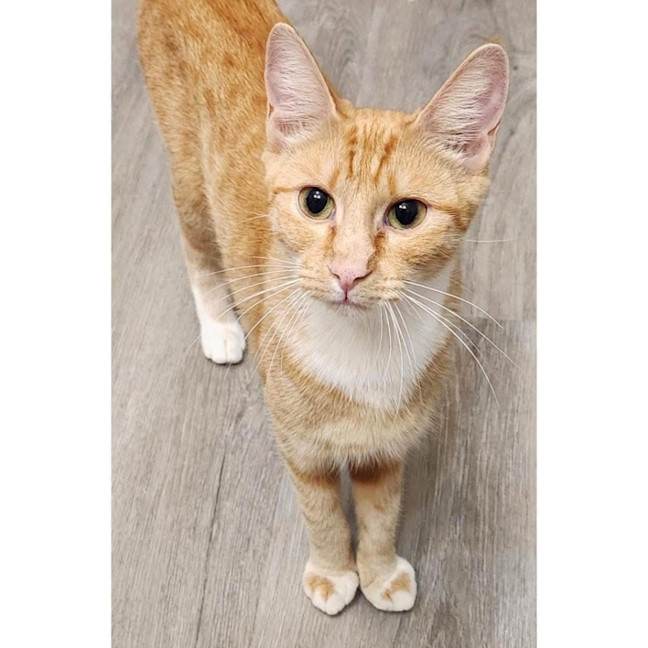 Photo of 11839   Midge