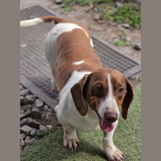 Photo of Dexter