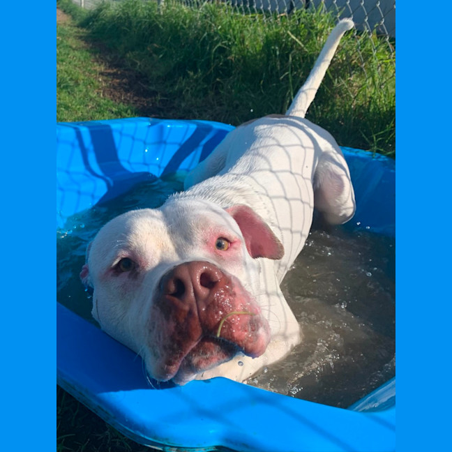 Photo of Possum   64038