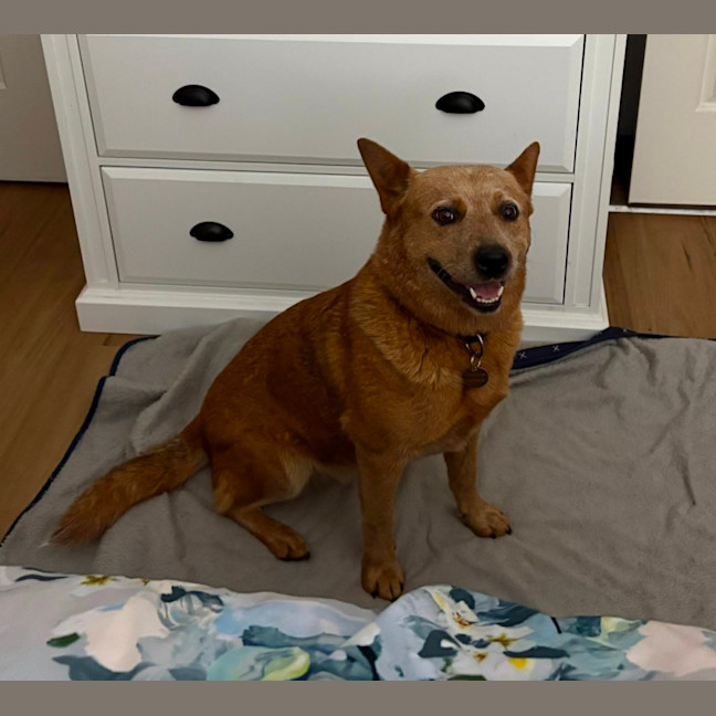 Photo of Brandylicious