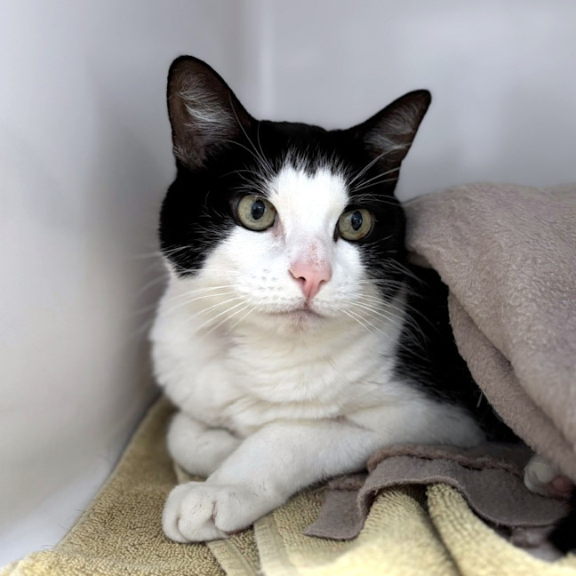 Photo of Olive Sua013374