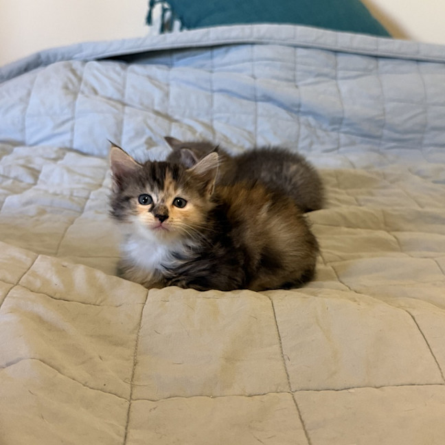 Photo of Ember