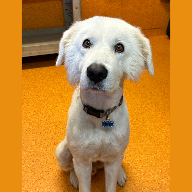 Photo of Casper